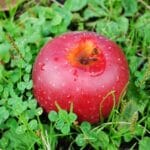 Apple対Samsung裁判、上告審では裁判官全員がまさかのSamsungに軍配。